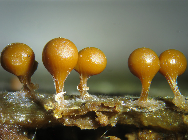 Trichia decipiens olivacea